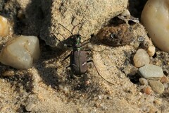 Cicindela purpurea