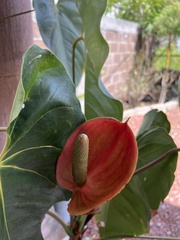 Anthurium andraeanum