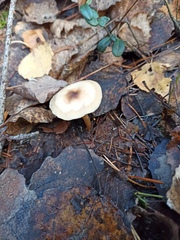 Rhodocollybia asema