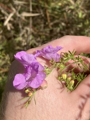 Agalinis fasciculata
