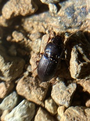 Curtonotus