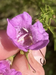 Agalinis fasciculata