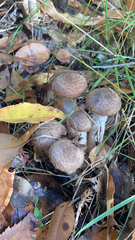 Armillaria sinapina