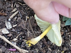 Leucocoprinus birnbaumii image
