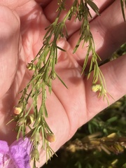 Agalinis fasciculata