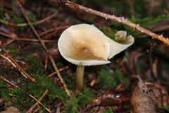 Ampulloclitocybe