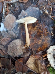 Rhodocollybia asema