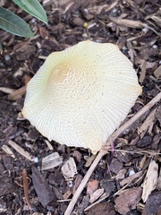 Leucocoprinus birnbaumii image