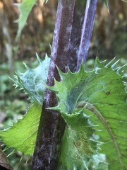 Sonchus asper
