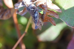 Melanoplus keeleri