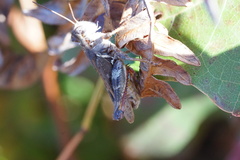 Melanoplus keeleri