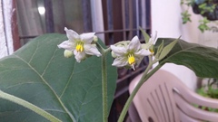 Solanum erianthum