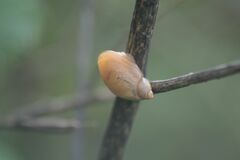 Succinea putris