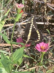 Heraclides cresphontes