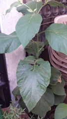 Solanum erianthum