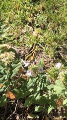 Heraclides cresphontes