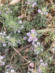 Psoralea decumbens