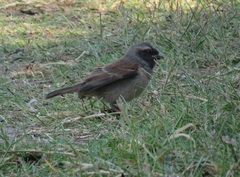 Passer melanurus melanurus