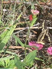 Heraclides cresphontes