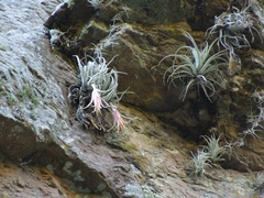 Tillandsia erubescens
