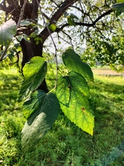 Morus nigra