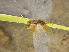 Paranemonia cinerea