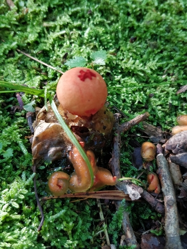 stalked puffball-in-aspic