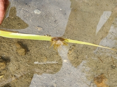 Paranemonia cinerea
