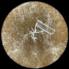 Stilbocrea gracilipes