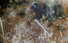 Stilbocrea gracilipes