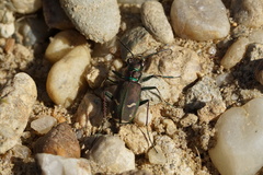 Cicindela purpurea