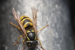 Vespula vulgaris