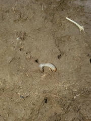 Popillia japonica