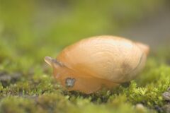 Succinea putris