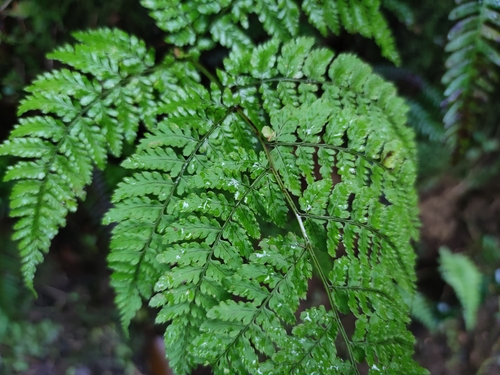 hay-scented buckler-fern