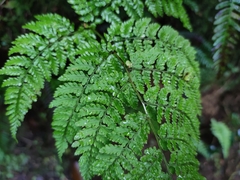 Dryopteris aemula