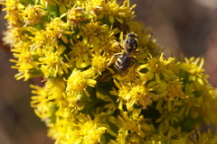 Lasioglossum