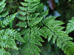 Dryopteris aemula