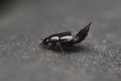 Habrocerus capillaricornis