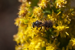 Lasioglossum