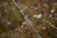 Penthetria heteroptera