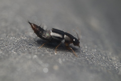 Habrocerus capillaricornis