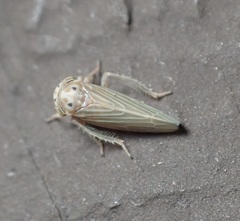 Agallia quadripunctata