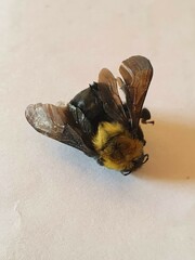 Bombus bellicosus