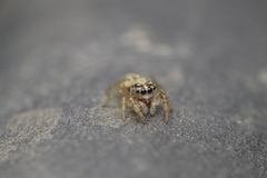 Macaroeris nidicolens