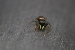 Heliophanus
