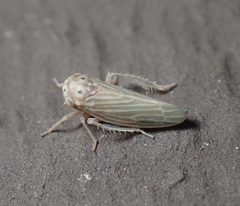 Agallia quadripunctata