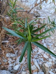 Baccharis salicifolia