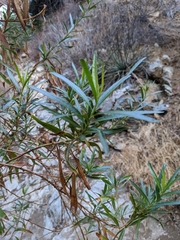 Baccharis salicifolia