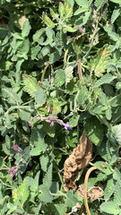 Agapostemon